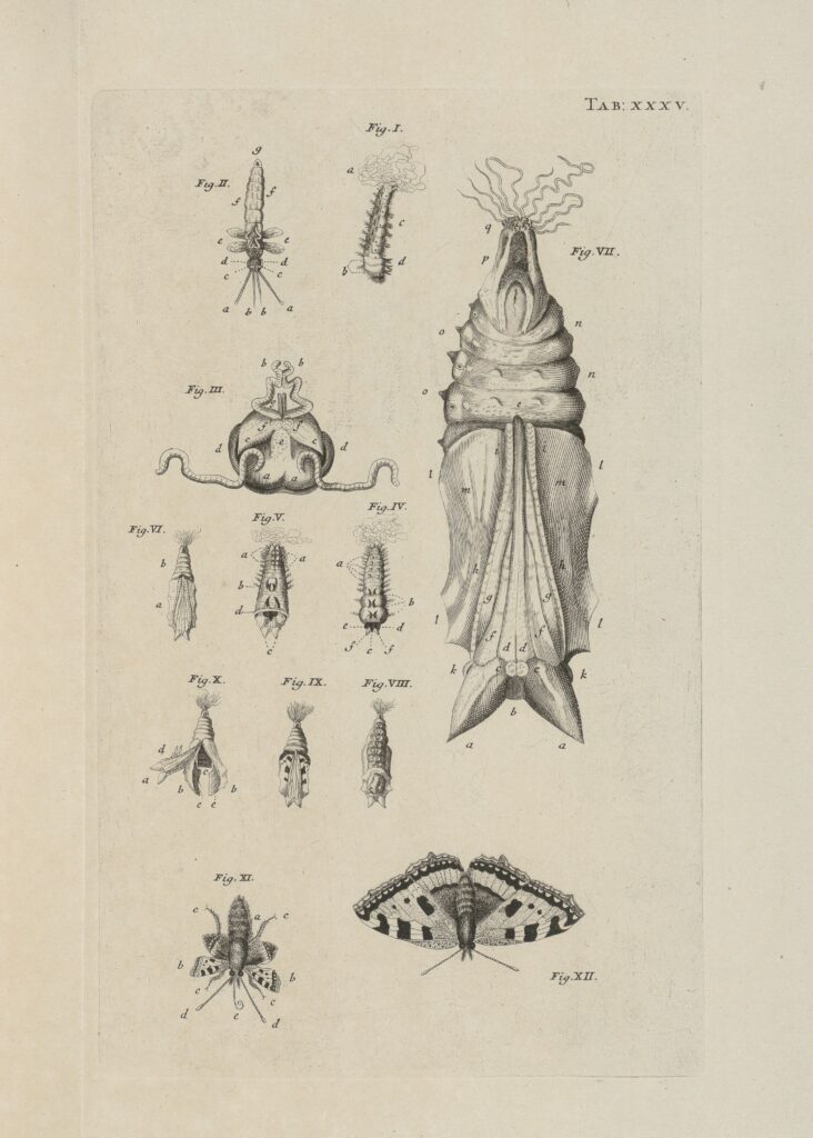 Swammerdam, Biblia naturae, 1738, Plate XXXV