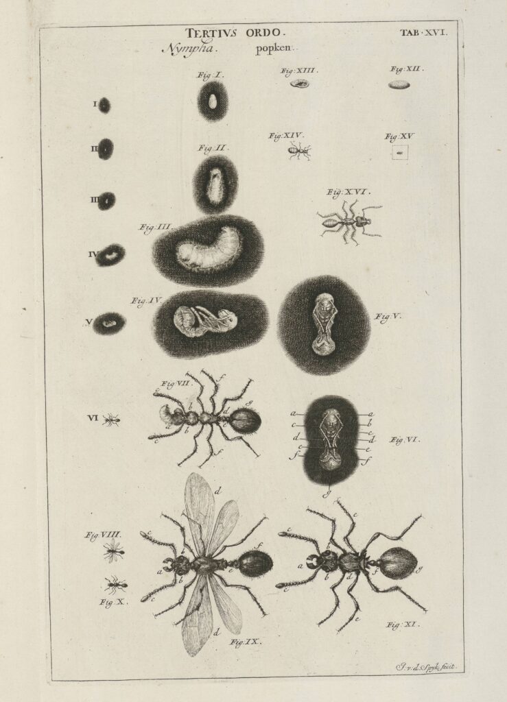 Swammerdam, Biblia naturae, 1738, Plate XVI